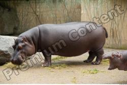 Whole Body Hippopotamus